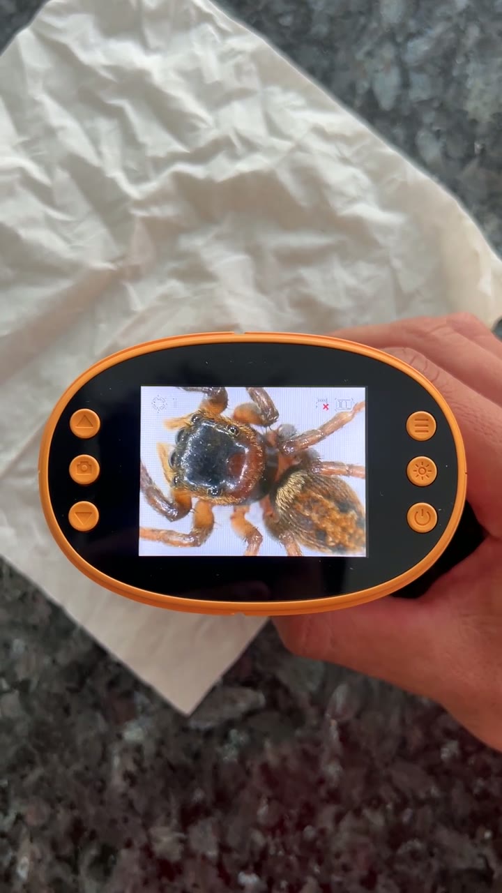 A jumping spider seen on the microscope screen